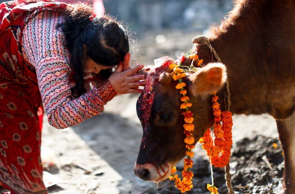 The Festival of Cows in Nepal: Facts about Nepal