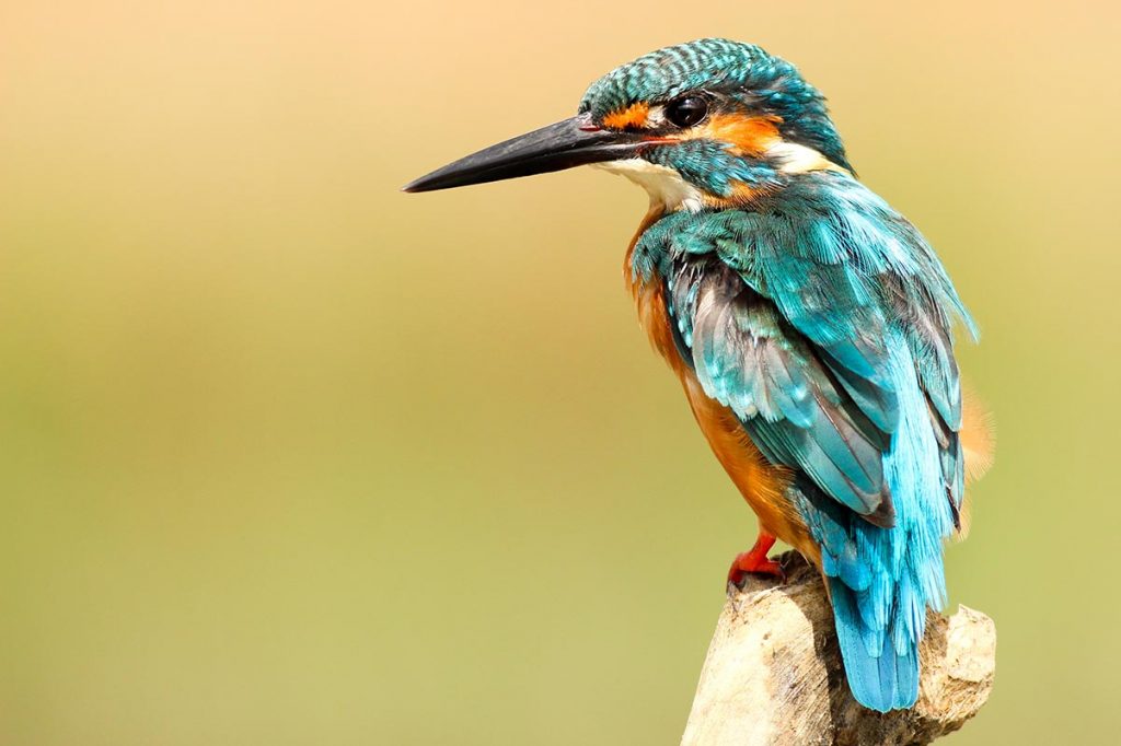 Bird Watching in Nepal