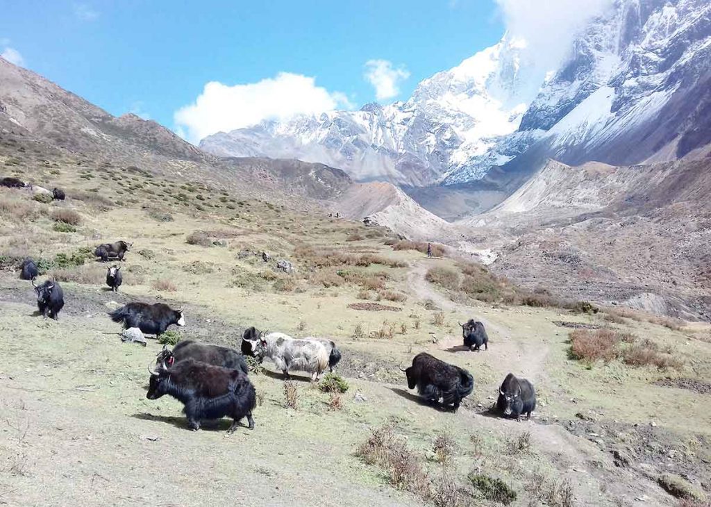 Yak at Manaslu Region