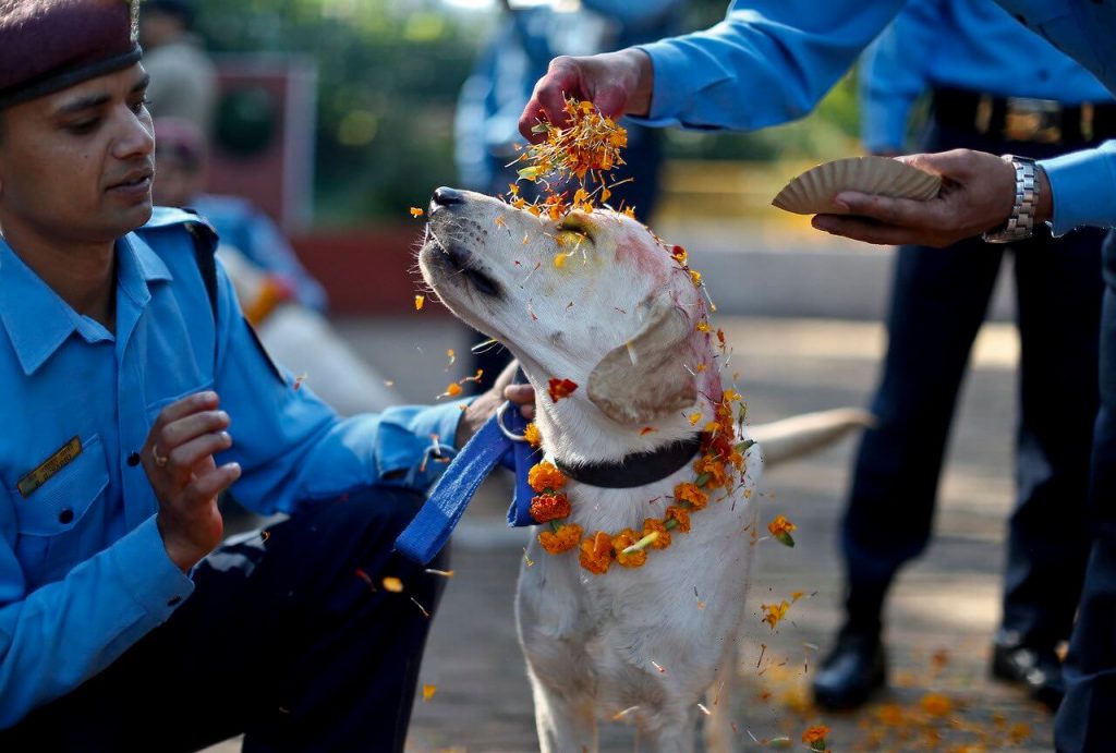 Kukur Tihar in Nepal - Tihar in Nepal