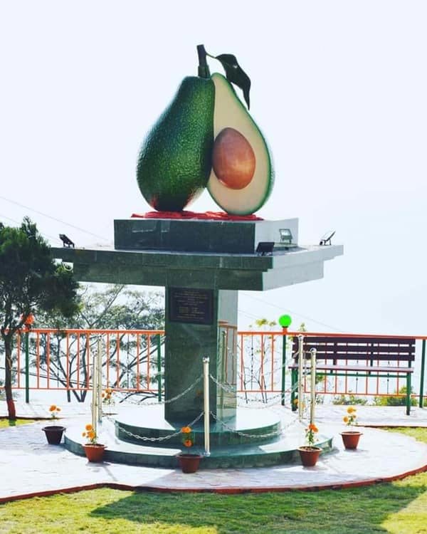 Avocado Park in Dhankuta
