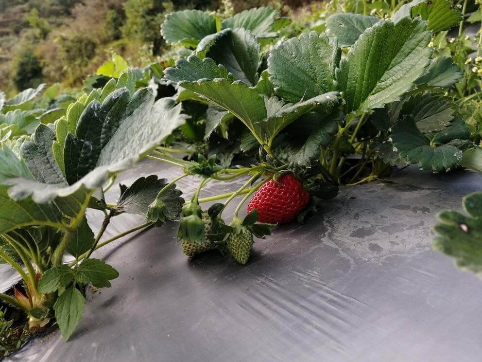 Strawberry in Nepal