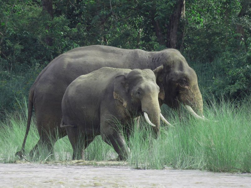 Elephant at Parsa National Park