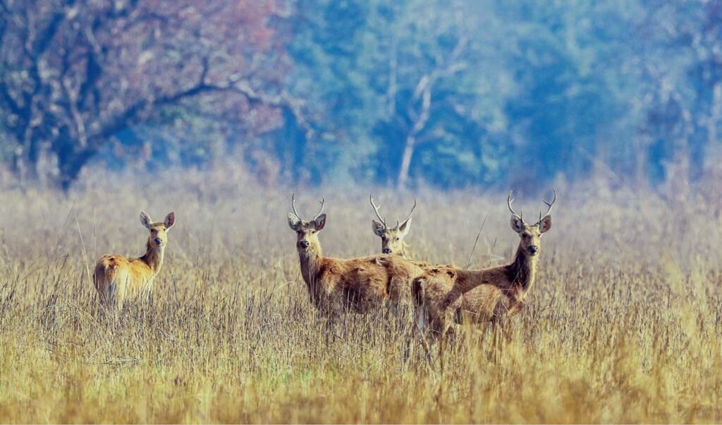 Deers at Shuklaphanta National Park