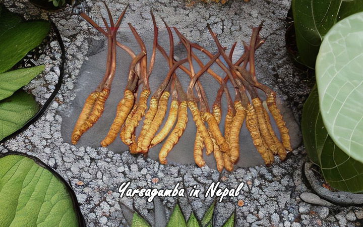 Yarsagumba in Nepal