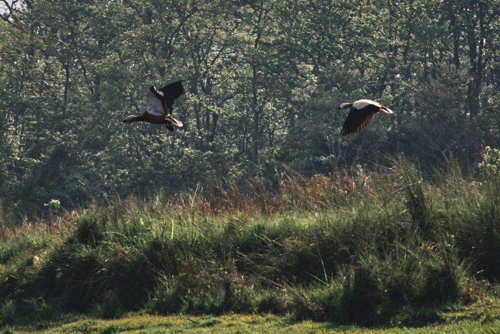 Bird Watching in Chitwan National Park