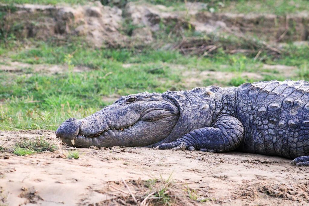 Crocodile Hatching Farm