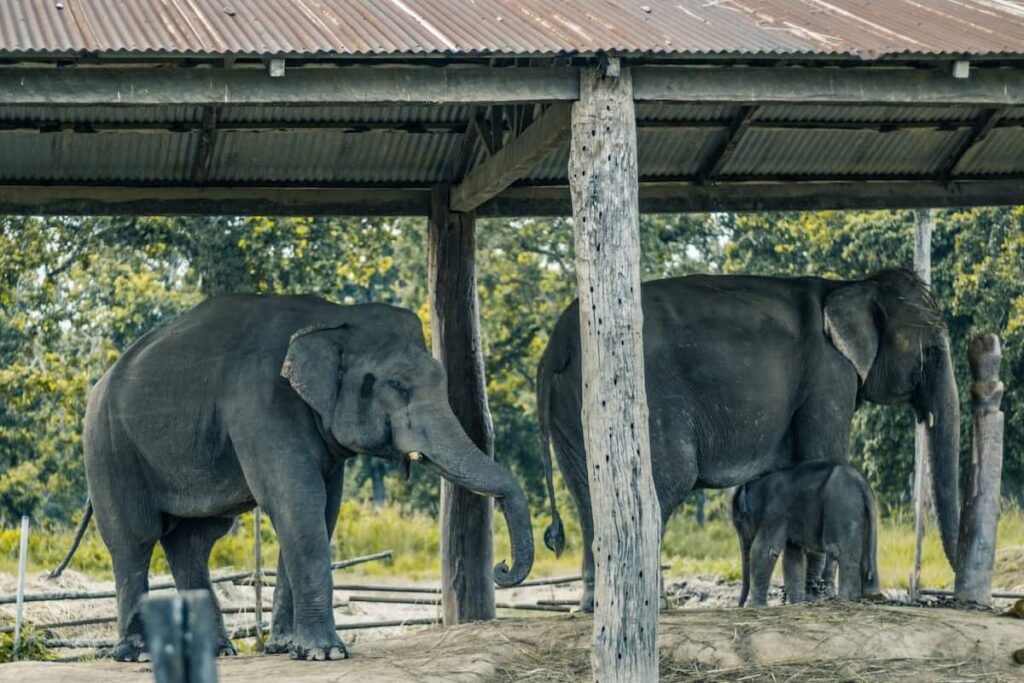 Elephant Breeding Center