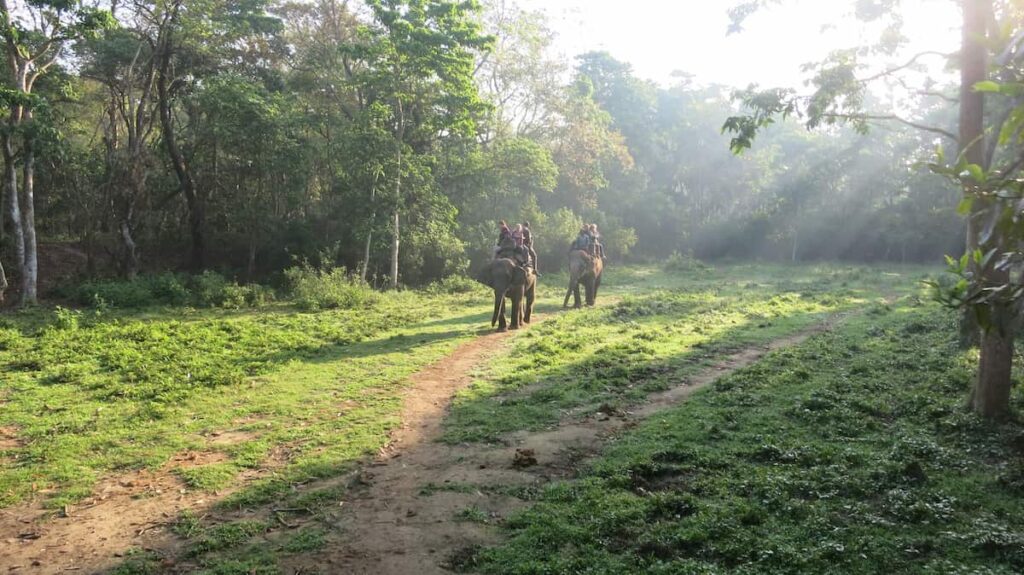 Elephant Safari