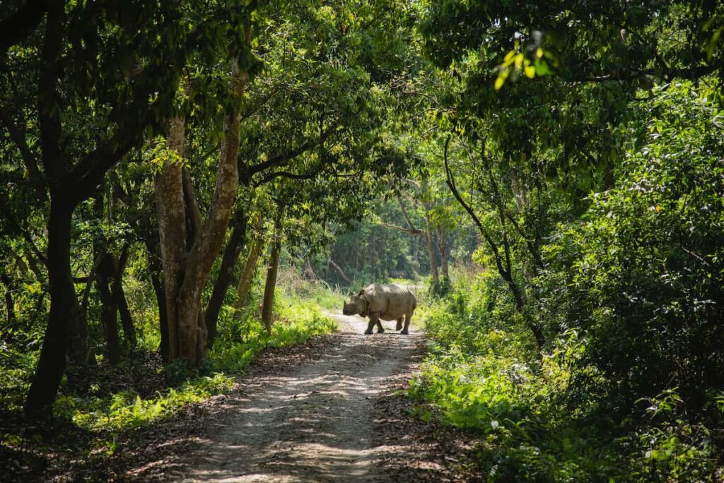 Nature Walk in Chitwan