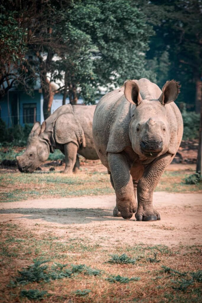 Exploring Great One-Horned Rhinoceros - Things to do in Chitwan