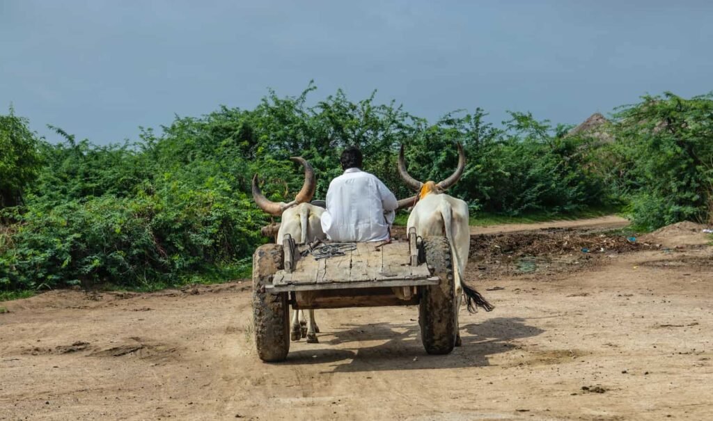Ox Cart Riding